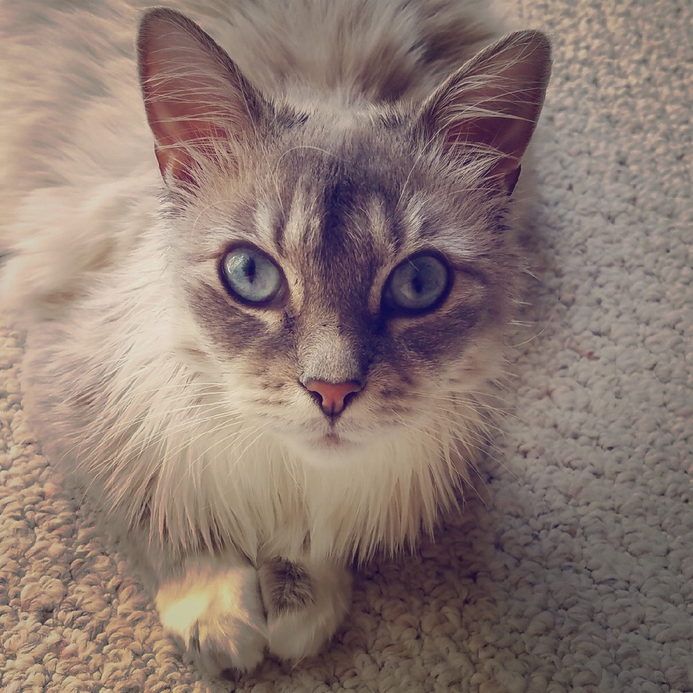 Meet your Posher, Sharon